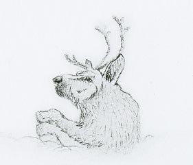 Dibujo Misterioso Reno