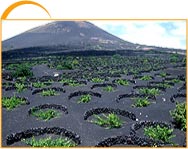 Viñas y vinos de lanzarote